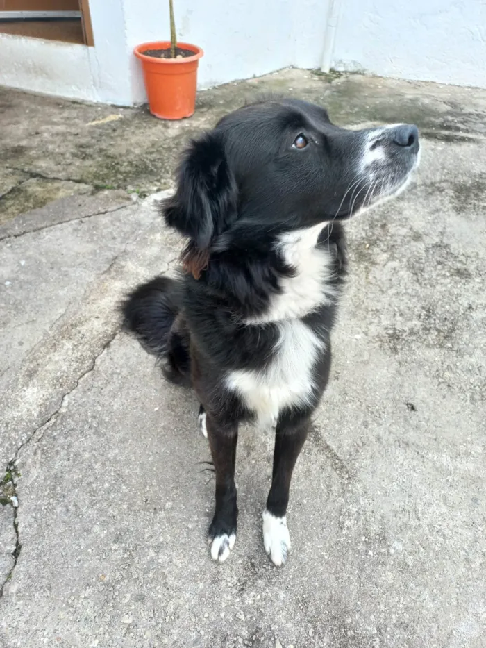 Cachorro ra a SRD-ViraLata idade 1 ano nome Skank