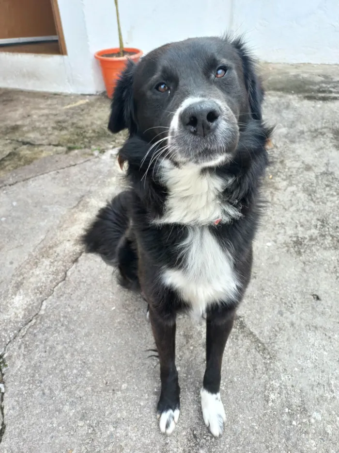 Cachorro ra a SRD-ViraLata idade 1 ano nome Skank