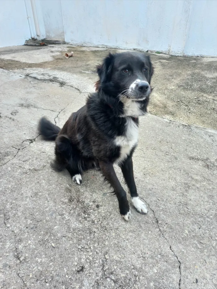 Cachorro ra a SRD-ViraLata idade 1 ano nome Skank