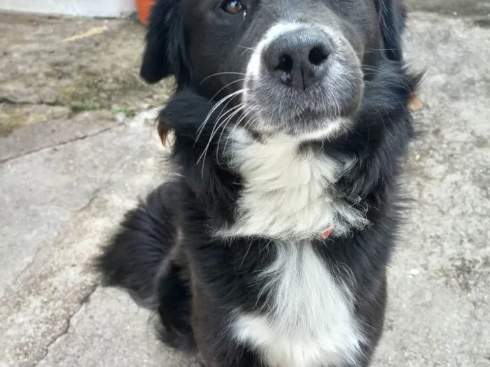 Cachorro ra a SRD-ViraLata idade 1 ano nome Skank