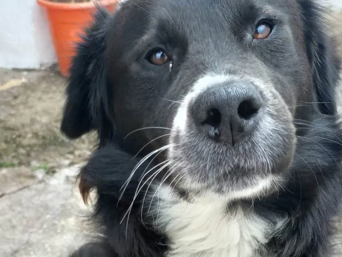 Cachorro ra a SRD-ViraLata idade 1 ano nome Skank