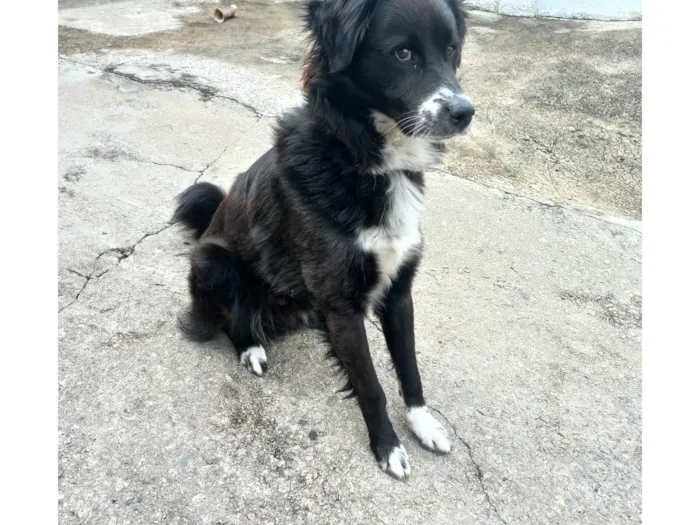 Cachorro ra a SRD-ViraLata idade 1 ano nome Skank