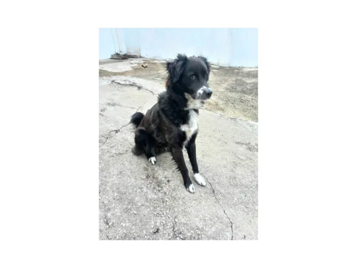 Cachorro ra a SRD-ViraLata idade 1 ano nome Skank