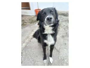 Cachorro raça SRD-ViraLata idade 1 ano nome Skank