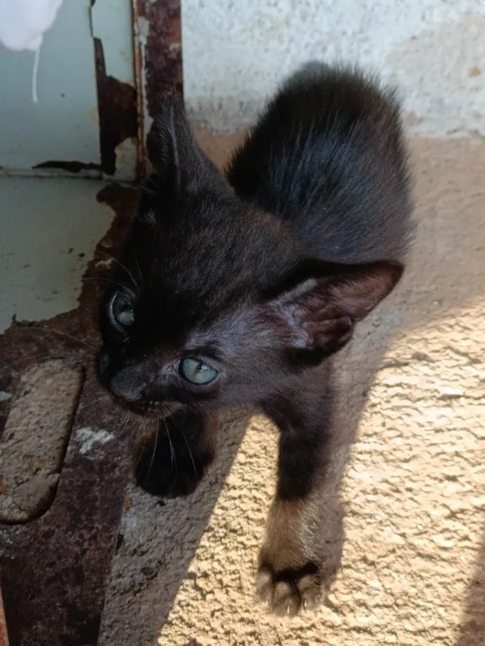 Gato raça Srd idade Abaixo de 2 meses nome Nuvem 
