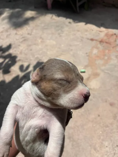 Cachorro raça SRD-ViraLata idade Abaixo de 2 meses nome Não escolhemos nome ainda 