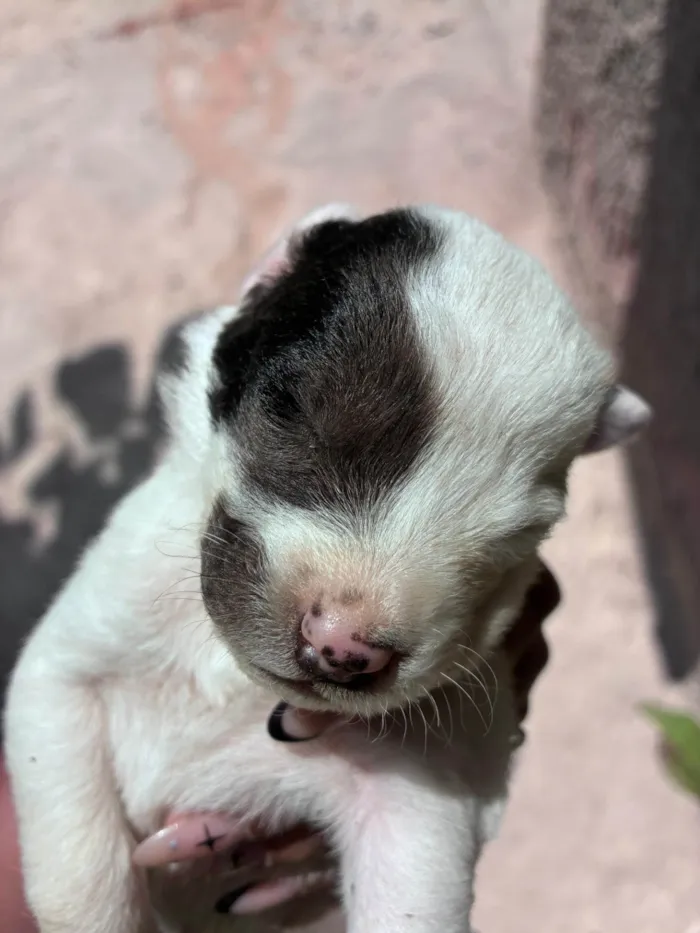 Cachorro ra a SRD-ViraLata idade Abaixo de 2 meses nome Não escolhemos nome ainda 