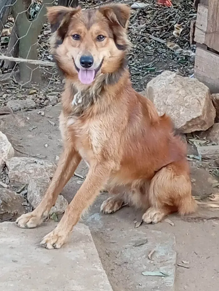 Cachorro ra a Chow Chow idade 3 anos nome Gaúcho 
