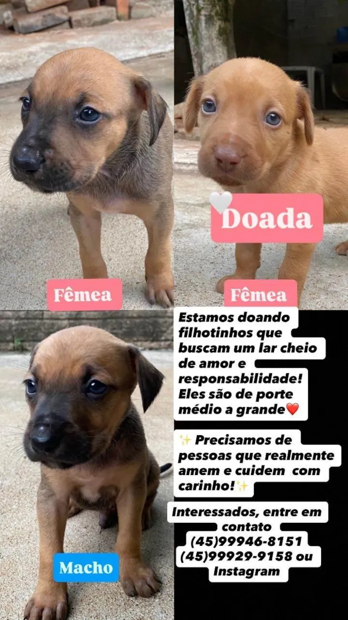 Cachorro ra a SRD-ViraLata idade Abaixo de 2 meses nome Chiquitos