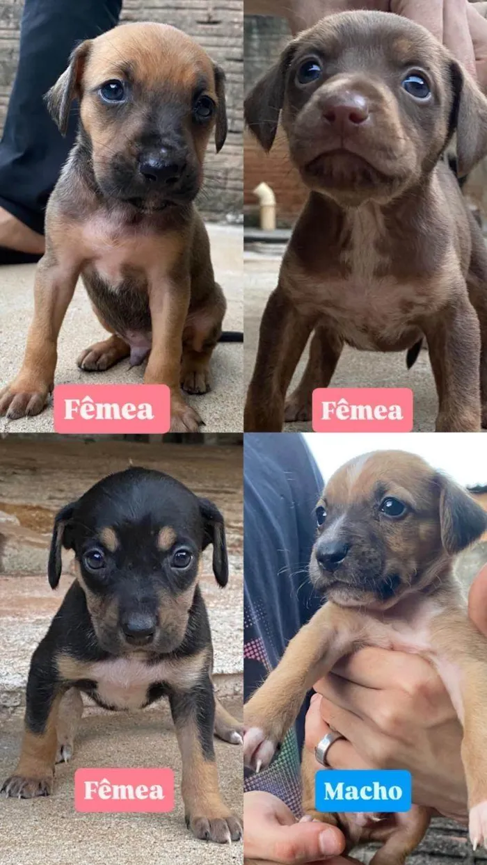Cachorro ra a SRD-ViraLata idade Abaixo de 2 meses nome Chiquitos