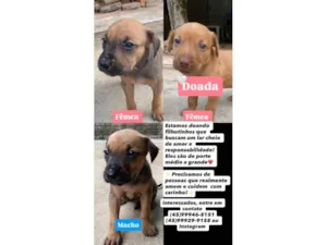 Cachorro raça SRD-ViraLata idade Abaixo de 2 meses nome Chiquitos