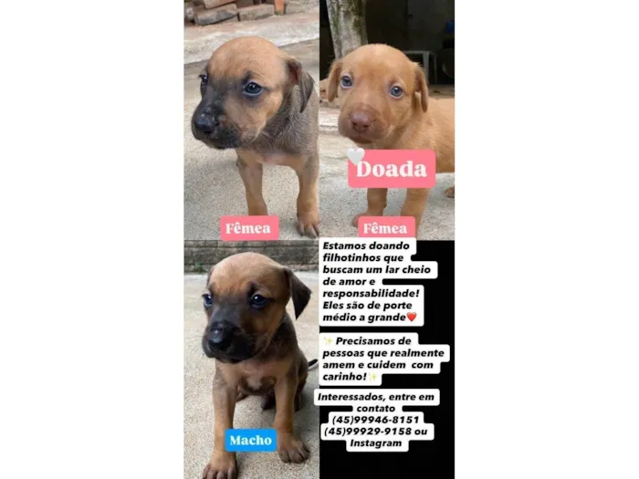 Cachorro ra a SRD-ViraLata idade Abaixo de 2 meses nome Chiquitos