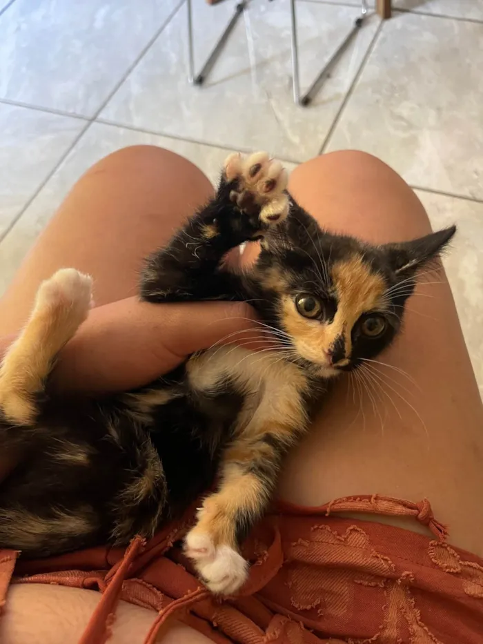 Gato ra a SRD-ViraLata idade Abaixo de 2 meses nome Leticia
