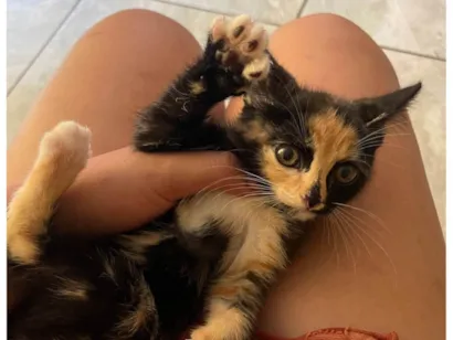 Gato raça SRD-ViraLata idade Abaixo de 2 meses nome Leticia