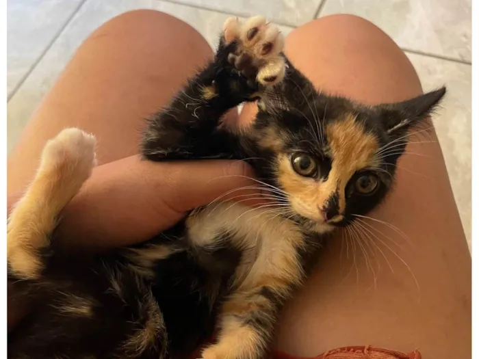 Gato ra a SRD-ViraLata idade Abaixo de 2 meses nome Leticia