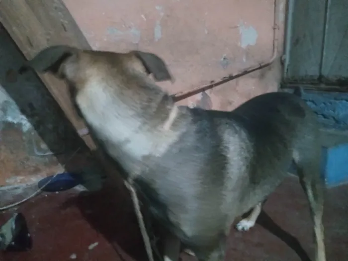 Cachorro ra a SRD-ViraLata idade 2 anos nome Íris ou Princesa