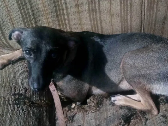 Cachorro ra a SRD-ViraLata idade 2 anos nome Íris ou Princesa