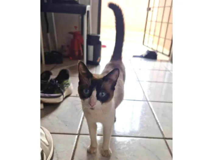 Gato ra a SRD-ViraLata idade 1 ano nome Gata sem dono