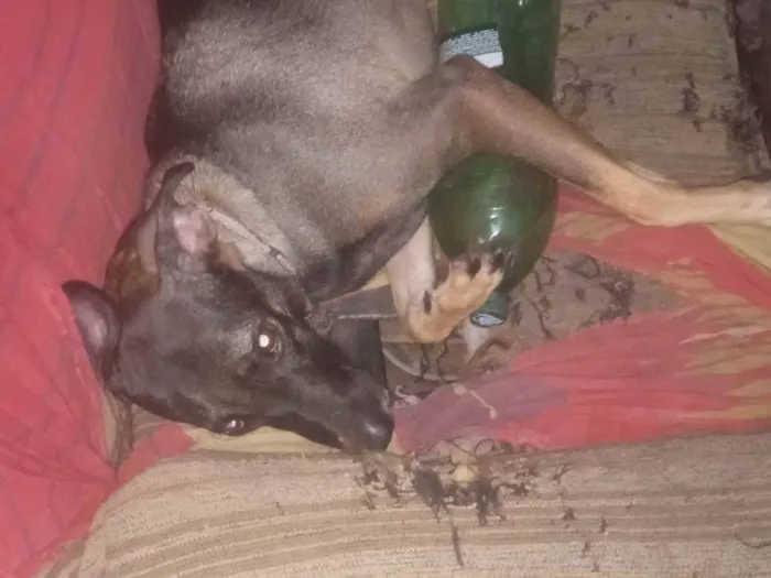 Cachorro ra a SRD-ViraLata idade 2 anos nome Íris ou Princesa