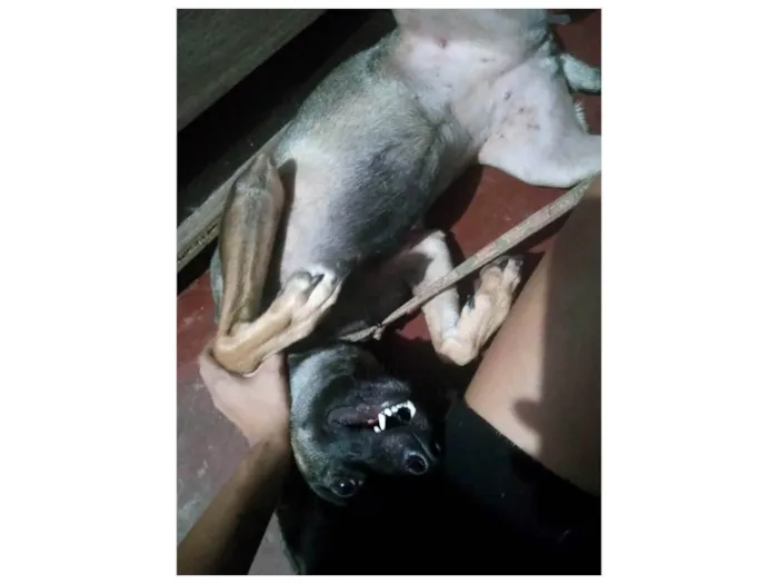 Cachorro ra a SRD-ViraLata idade 2 anos nome Íris ou Princesa