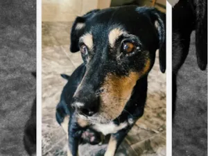 Cachorro raça SRD-ViraLata idade 6 ou mais anos nome Tedd