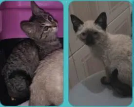 Gato ra a SRD-ViraLata idade 2 a 6 meses nome Irmãozinhos