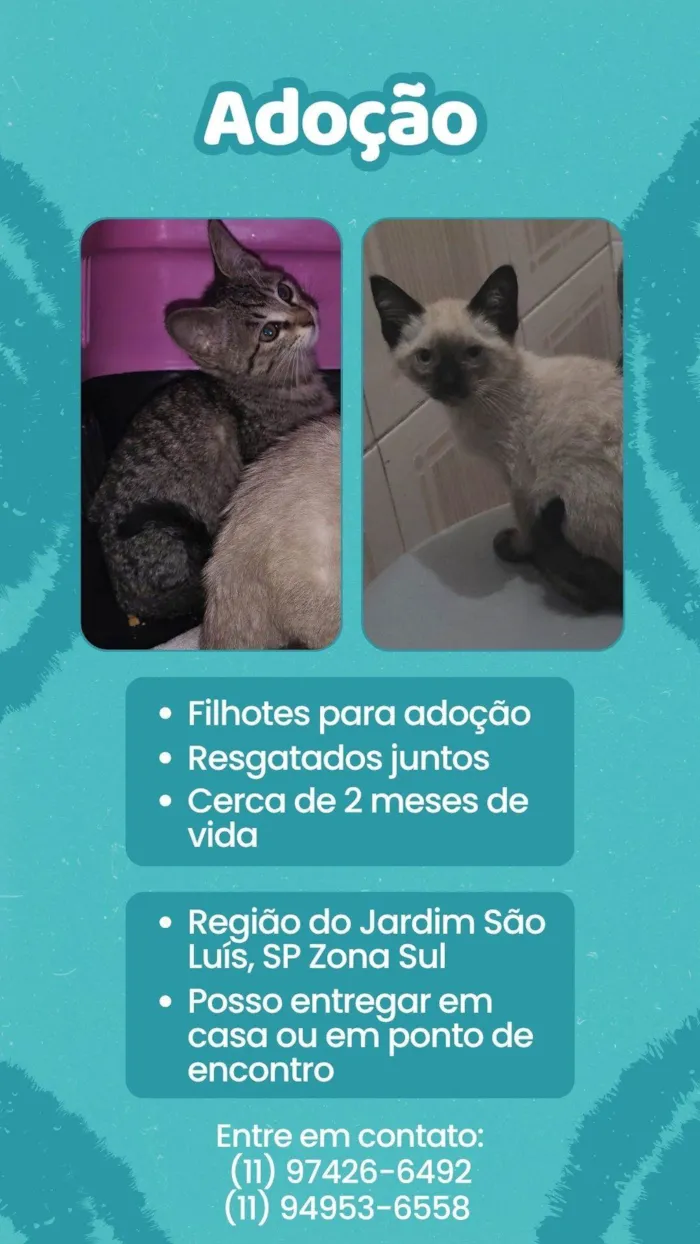 Gato ra a SRD-ViraLata idade 2 a 6 meses nome Irmãozinhos