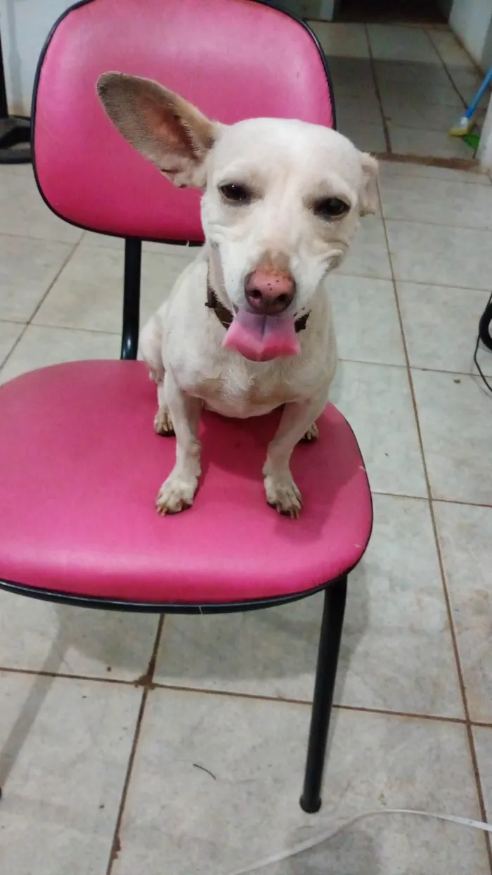 Cachorro ra a SRD-ViraLata idade 2 anos nome Meg