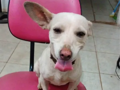 Cachorro raça SRD-ViraLata idade 2 anos nome Meg