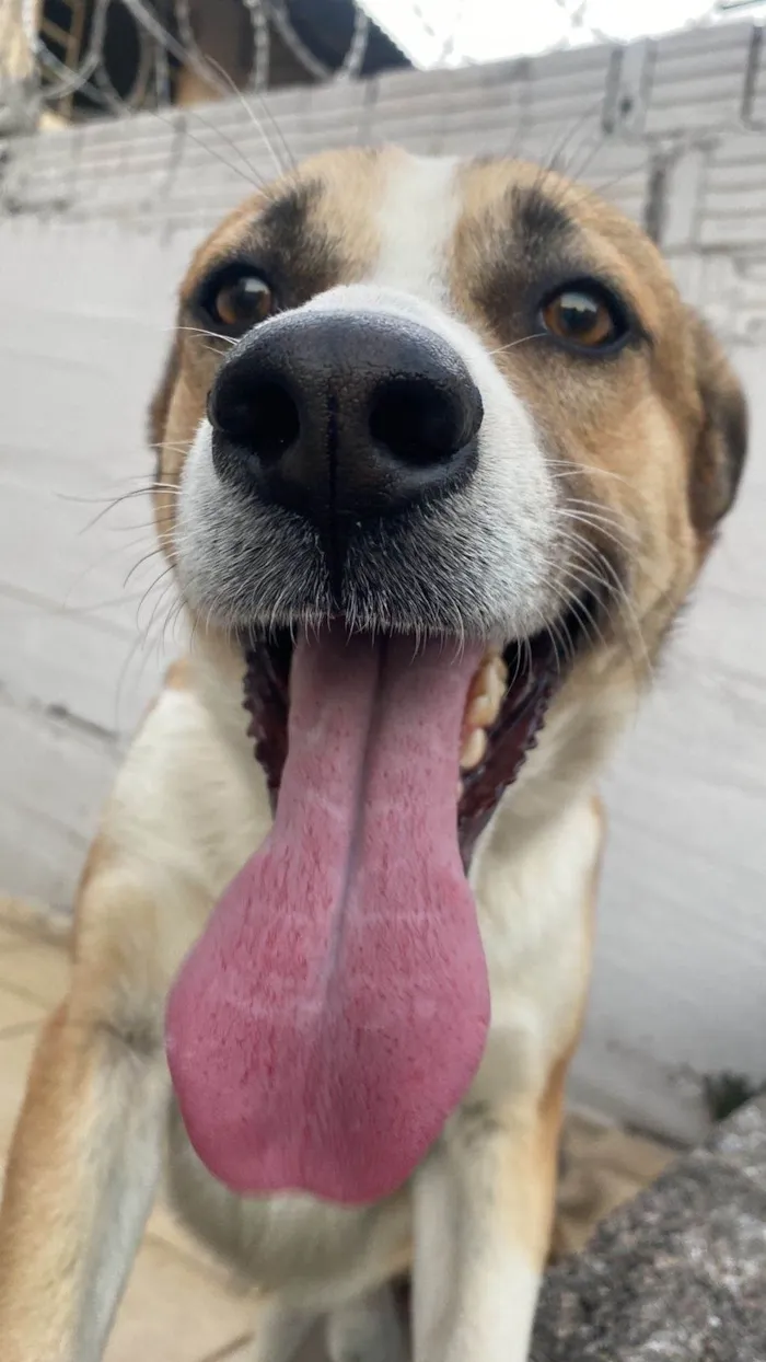 Cachorro ra a SRD-ViraLata idade 2 anos nome Revoada