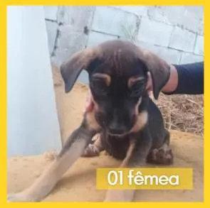 Cachorro ra a SRD-ViraLata idade 2 a 6 meses nome Sem nome