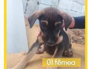 Cachorro raça SRD-ViraLata idade 2 a 6 meses nome Sem nome