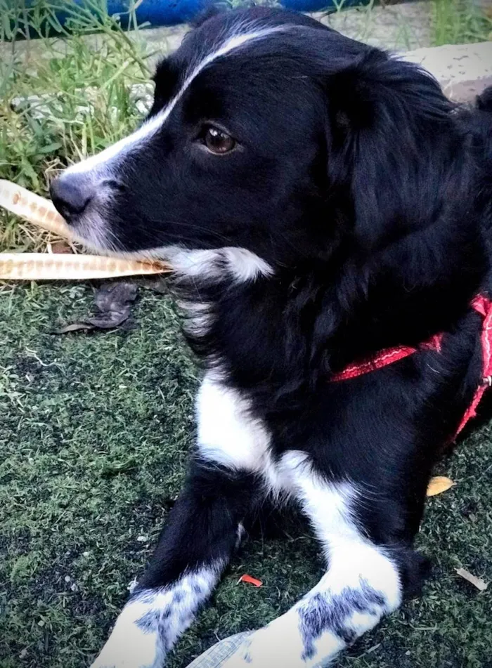 Cachorro ra a SRD-ViraLata idade 6 ou mais anos nome Luna