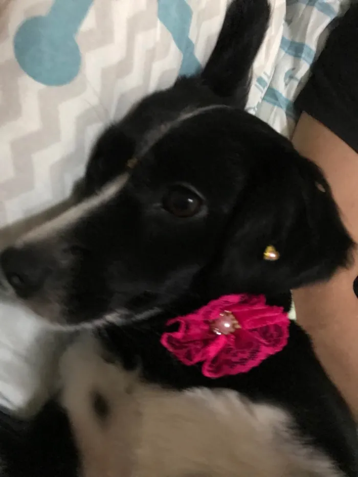 Cachorro ra a SRD-ViraLata idade 6 ou mais anos nome Luna