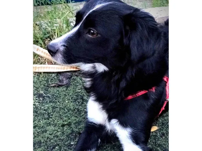 Cachorro ra a SRD-ViraLata idade 6 ou mais anos nome Luna