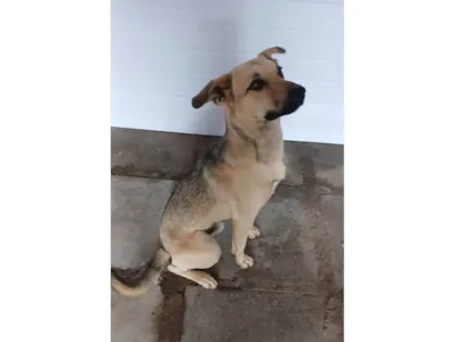 Cachorro raça SRD-ViraLata idade 1 ano nome MICKEY