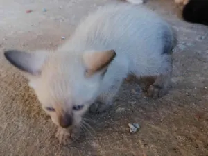 Gato raça Siamês idade Abaixo de 2 meses nome Zezinho 