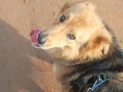 Cachorro raça SRD-ViraLata idade 4 anos nome Rebeca Moreira Lacerda 