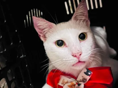 Gato raça SRD-ViraLata idade 3 anos nome Branquinho 