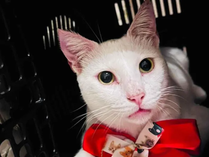 Gato ra a SRD-ViraLata idade 3 anos nome Branquinho 