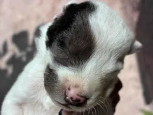 Cachorro raça SRD-ViraLata idade Abaixo de 2 meses nome Não escolhemos nome ainda 