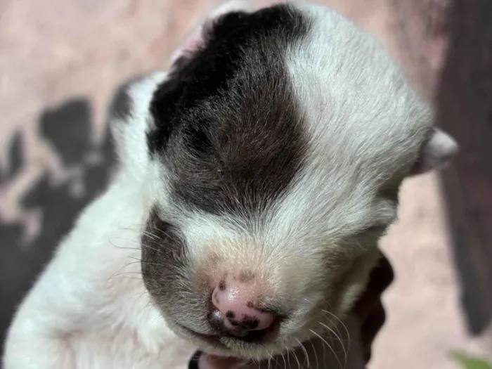 Cachorro ra a SRD-ViraLata idade Abaixo de 2 meses nome Não escolhemos nome ainda 