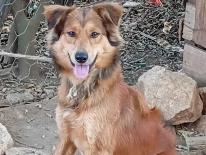 Cachorro raça Chow Chow idade 3 anos nome Gaúcho 