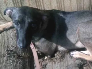 Cachorro raça SRD-ViraLata idade 2 anos nome Íris ou Princesa