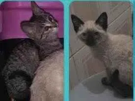 Gato ra a SRD-ViraLata idade 2 a 6 meses nome Irmãozinhos