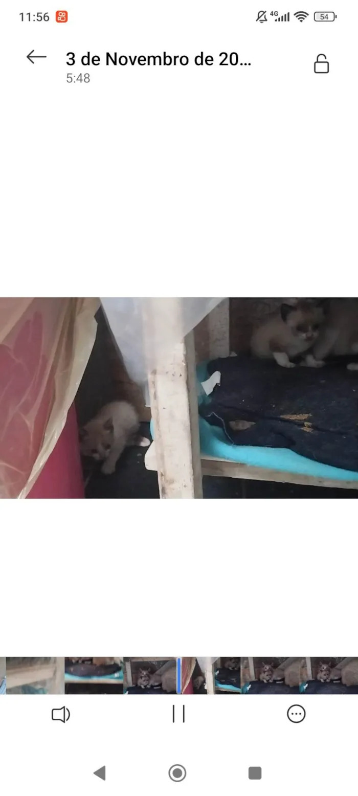 Gato ra a SRD-ViraLata idade Abaixo de 2 meses nome Não tem nomes