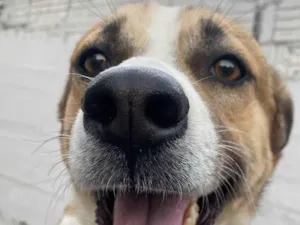 Cachorro raça SRD-ViraLata idade 2 anos nome Revoada