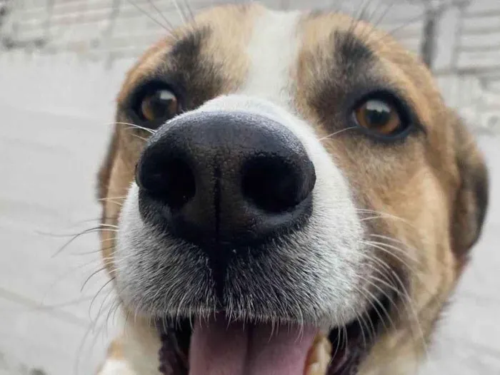 Cachorro ra a SRD-ViraLata idade 2 anos nome Revoada