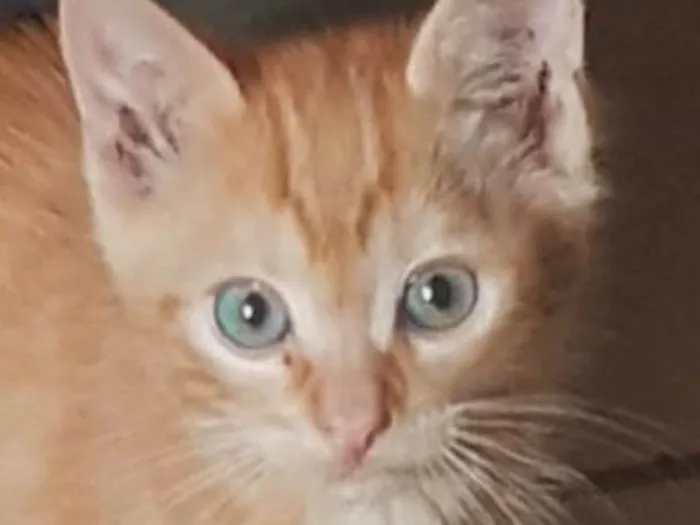 Gato ra a SRD-ViraLata idade 2 a 6 meses nome Léo 
