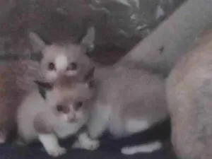 Gato raça SRD-ViraLata idade Abaixo de 2 meses nome Não tem nomes